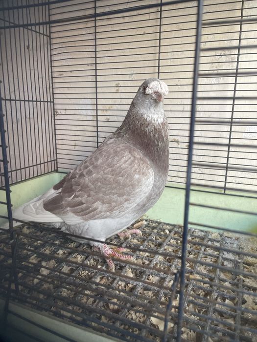 Gołębie staropolskie