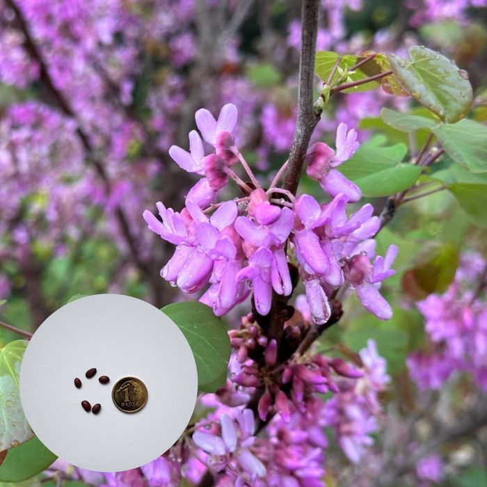 Cercis siliquastrum – judaszowiec wschodni – 5 nasion