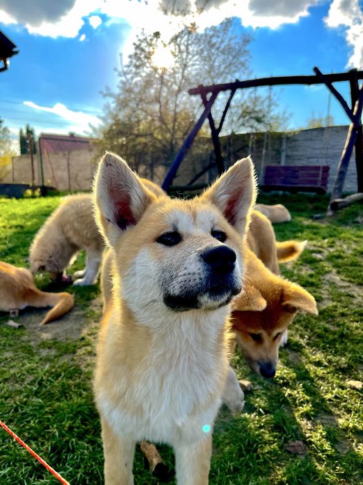 Szczeniak Akita Japonska (pies)