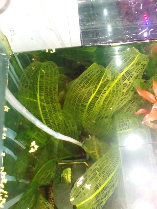 Эхинодорус  Пять Сольдо 35/40см