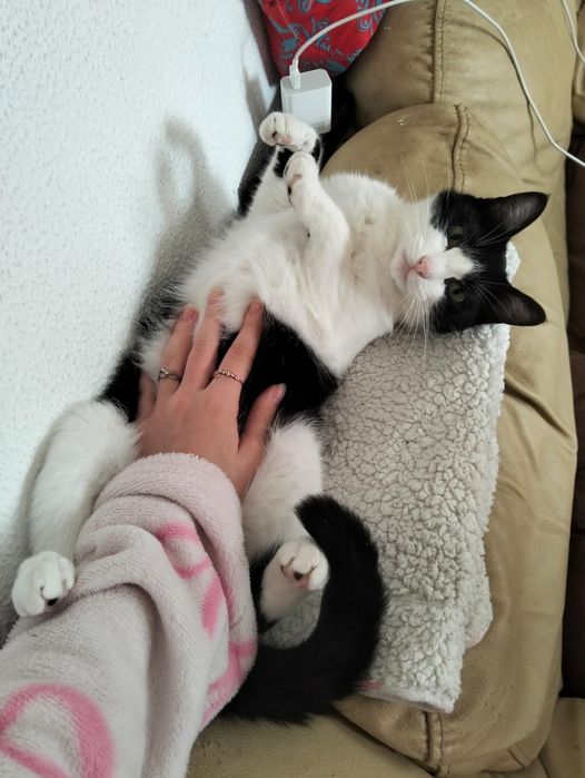 Gatinha muito meiga para doar