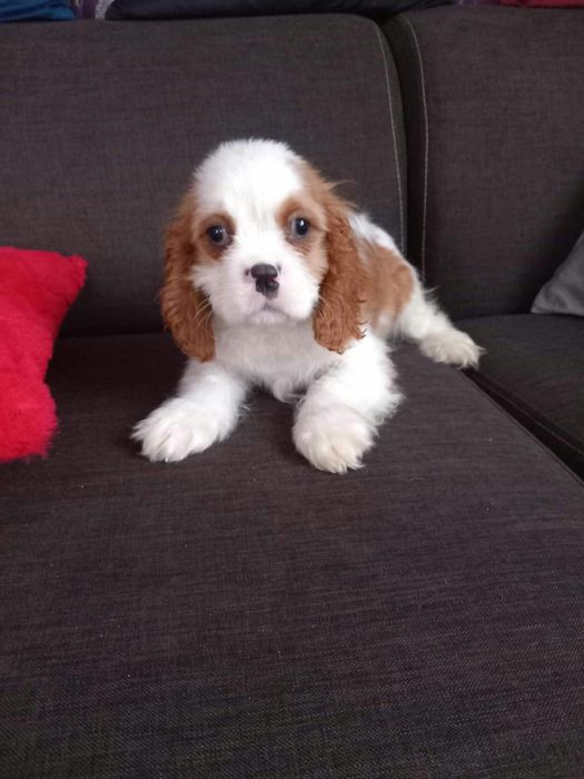 Cavalier King Charles Spaniel