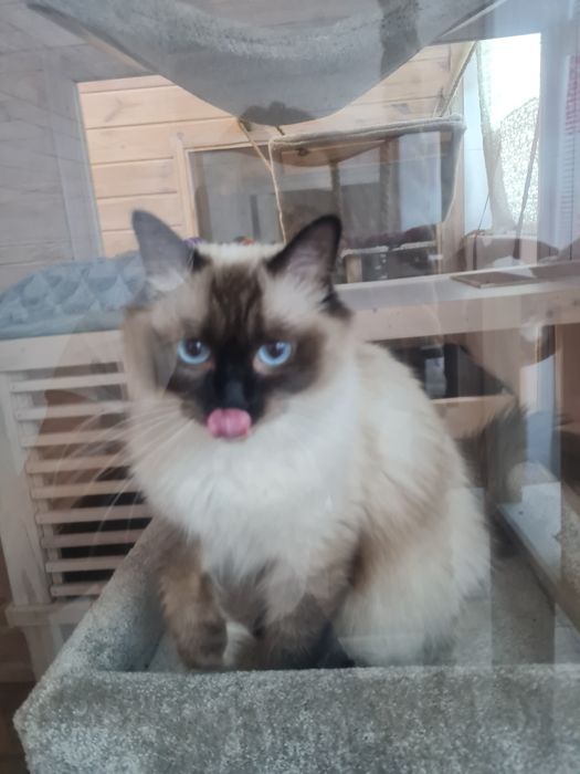 Hotel dla kota Poznań, Września "Kocie Apartamenty