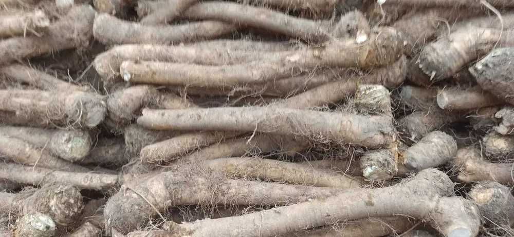 Sprzedam chrzan do tarcia i do ogórka