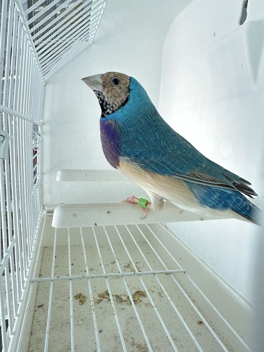 Diamantes gould