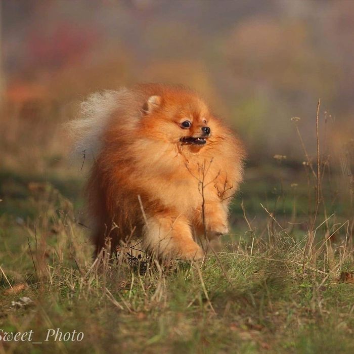 Померанец ВЯЗКА док . FCI