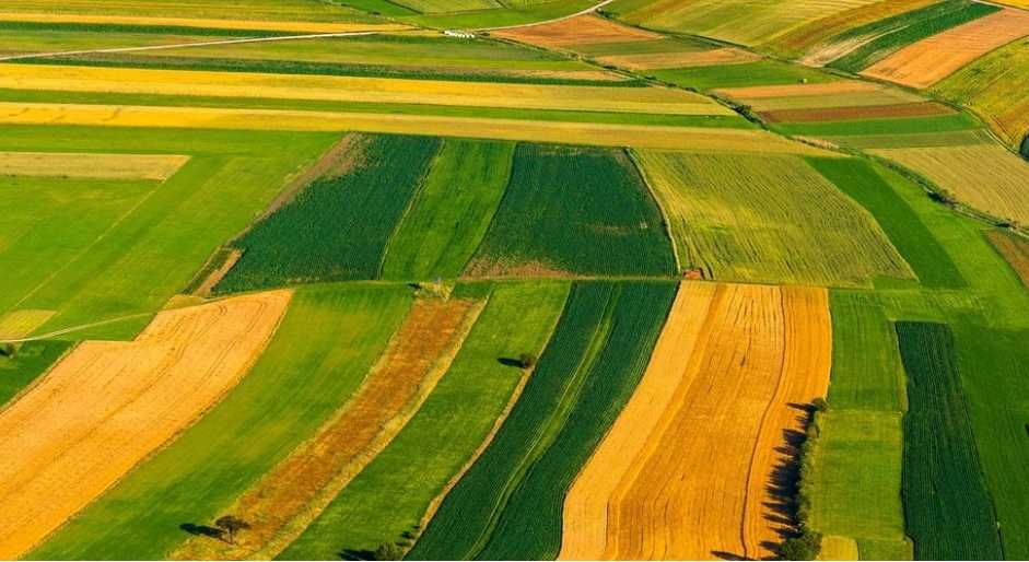 Wydzierżawię grunty Rolne, gmina Chojna, pod KRUS