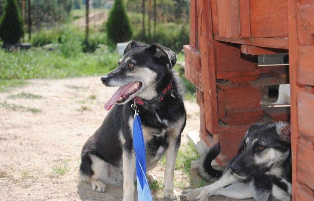 Luka 7 letnia wylękniona sunia do adopcji