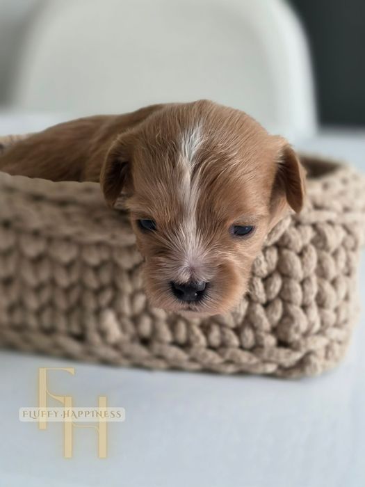 Maltipoo**Cudowna**Sunia** Do Rezerwacji**