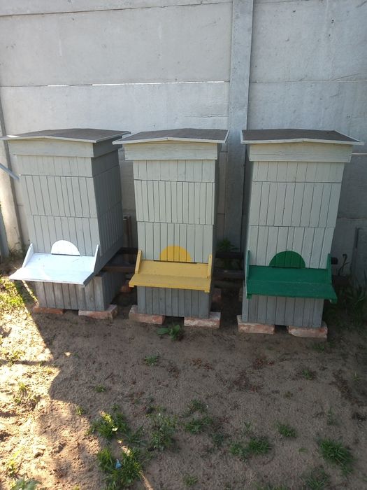 Ule wielkopolskie Ostrów Wielkopolski