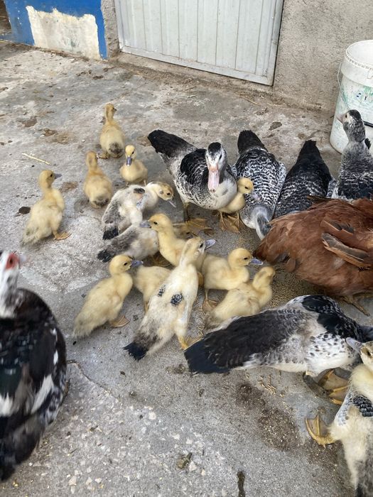 Patos mudos normais