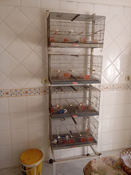Conjunto de gaiolas pedros