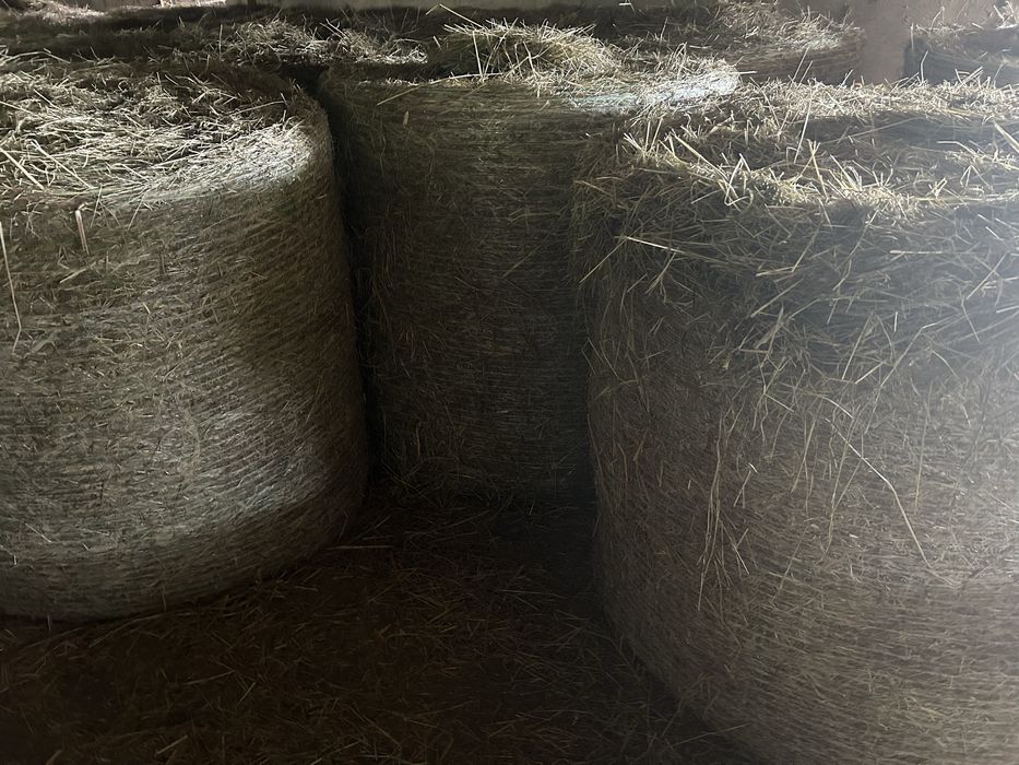 Sprzedam siano tegoroczne
