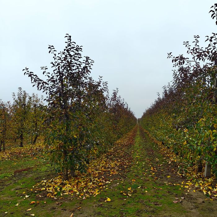 Sprzedam gospodarstwo