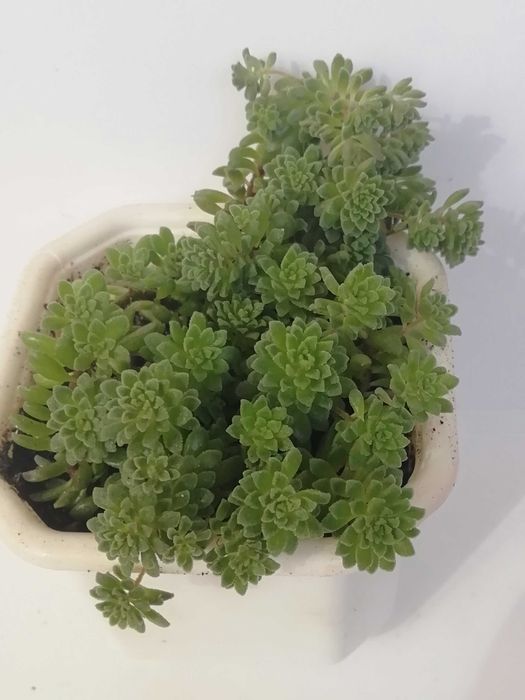 Суккуленти, різні види. Обмін/продаж