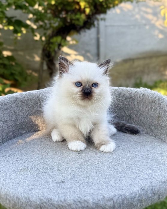 Кошенята Священна Бірма