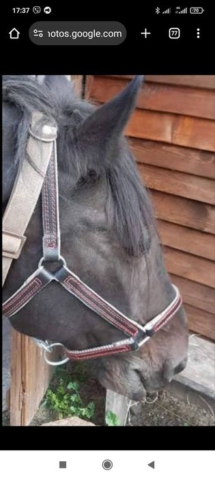 Недоуздок катар кантарка