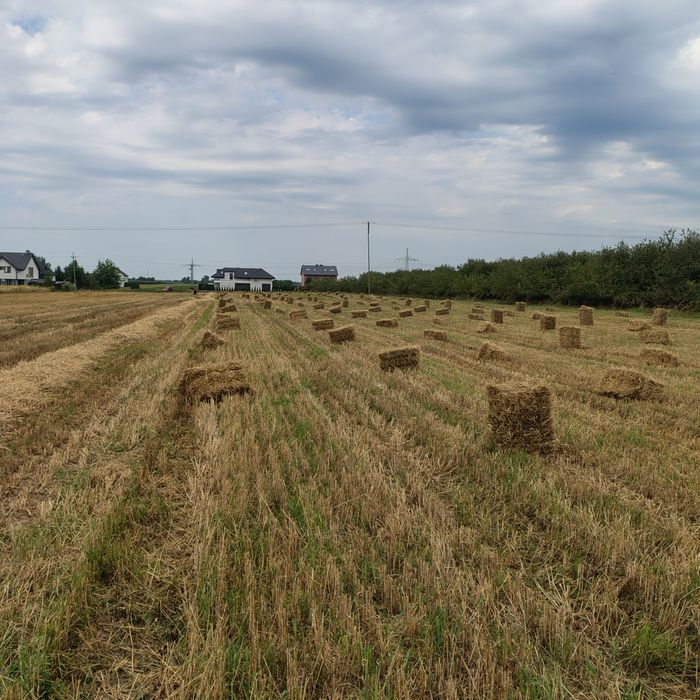 Słoma pszenna ..