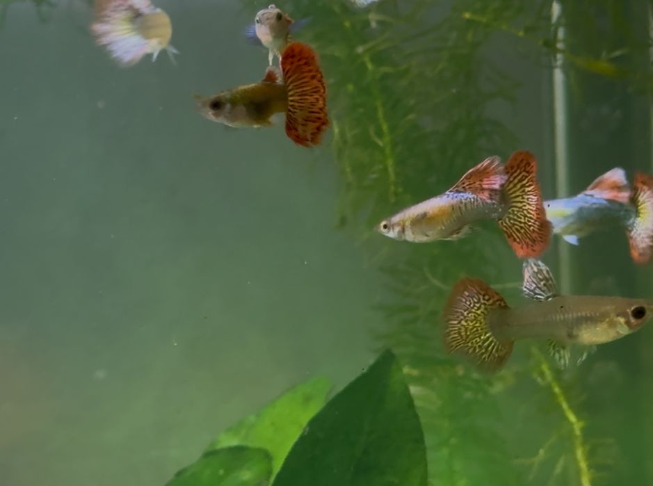Casais Guppy Red Sky Albino