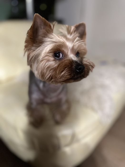 Вязка, злучка, Йорк хлопчик. !Каскад. Вага 2800