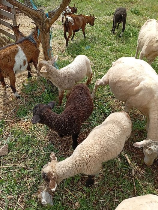 Para Mudar de pasto três Ovelhas  merino alemã