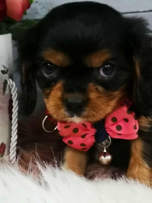 Cavapoo Samiec do rezerwacji