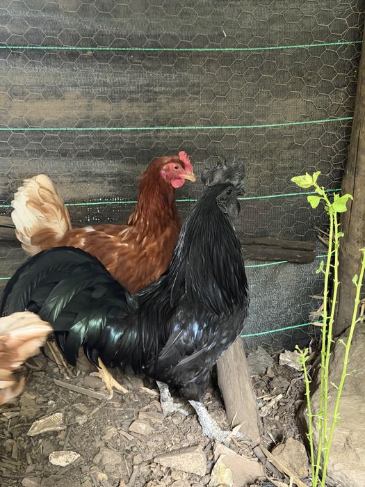 Macho ayam cemani Puro