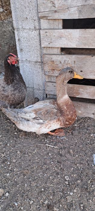 Pato Rouen - Macho adulto