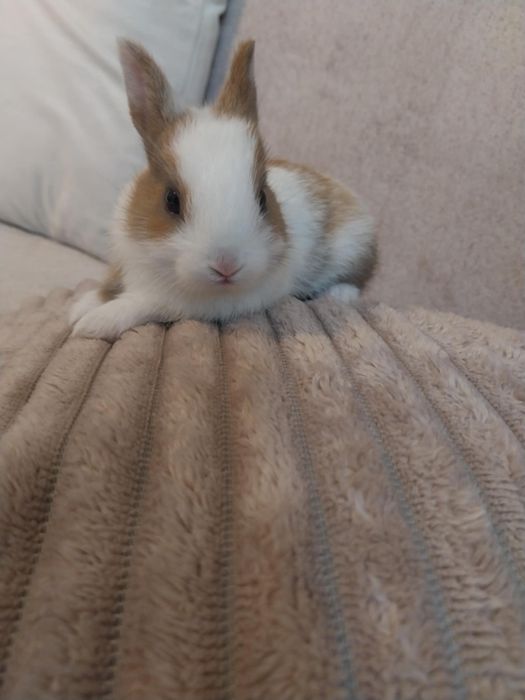 Króliczki miniaturka