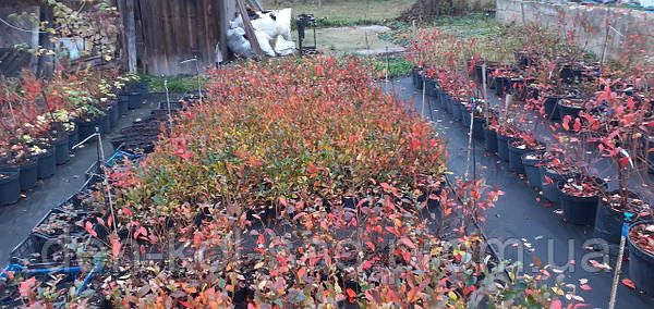 Саджанці Лохини різних сортів