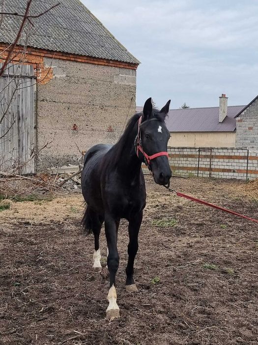 Kary ogier  na sprzedaż