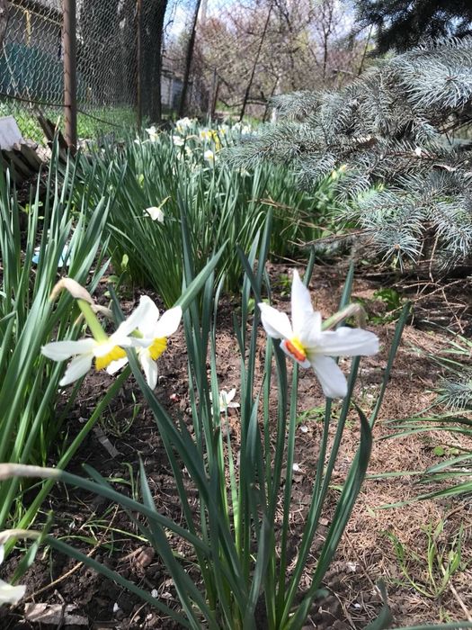 Продам тюльпаны и нарциссы