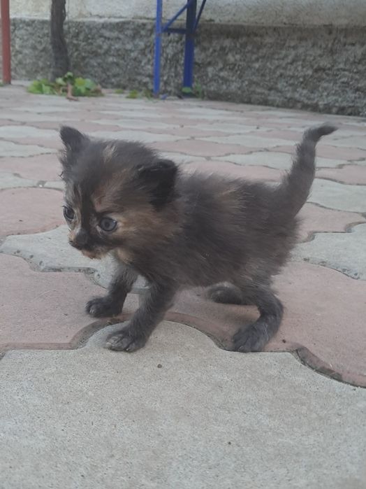 Віддам кошеня в добрі руки