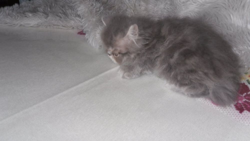 Gato persa macho