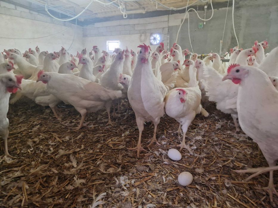 Kurki  odchowane nioski Tetra biała