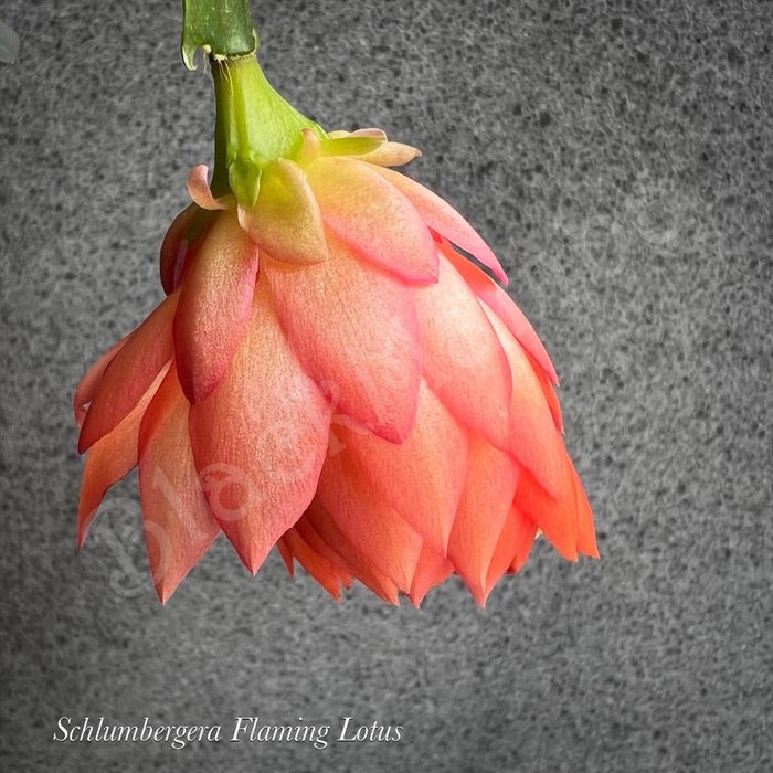 Schlumbergera Flaming lotus шлюмбергера різдвяник