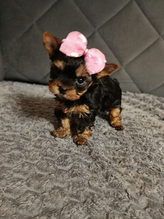 Yorkshire terrier suczka