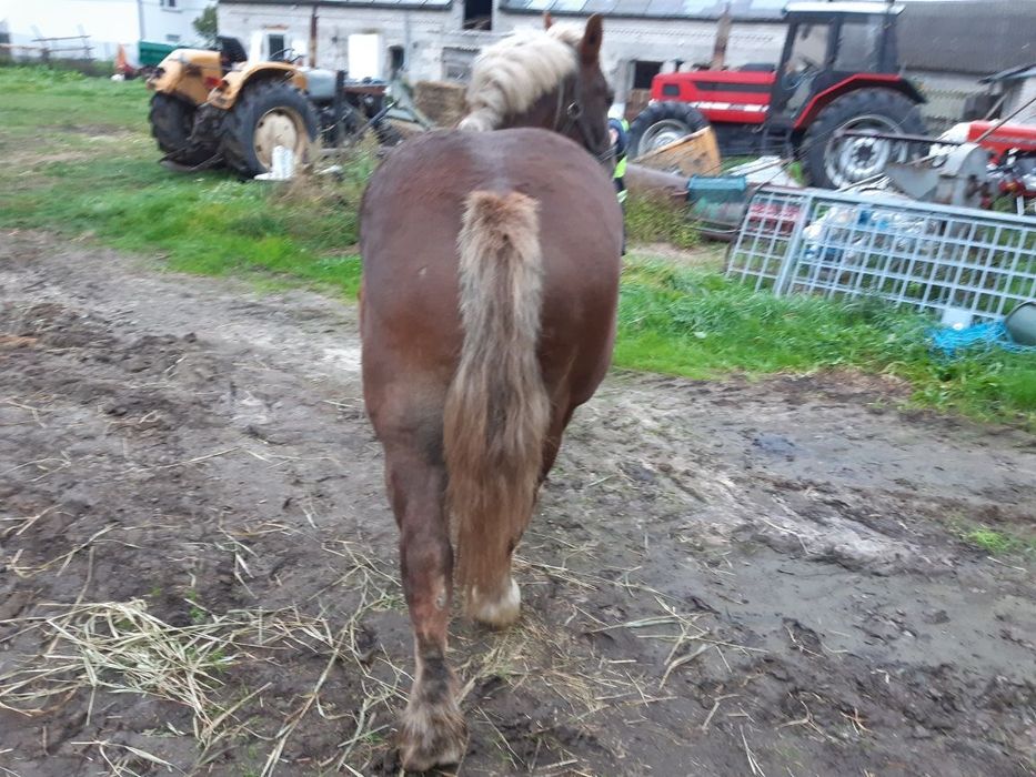 Sprzedam klacz źrebną