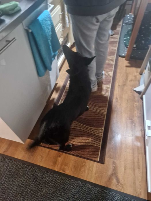 Oddam pieska w dobre ręce  warszawa