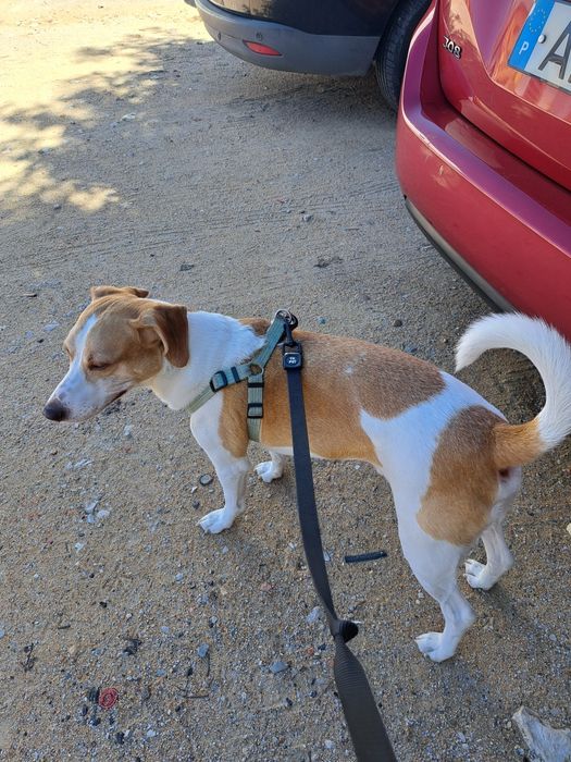 Cão para adopção sou o kiko tenho 4 anos