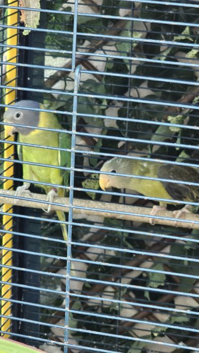 Casal e crias cabeça de ameixa