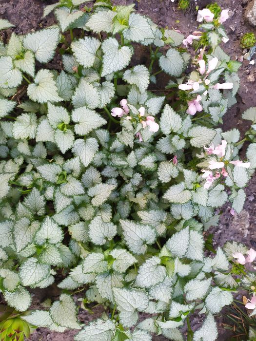 Коврики на гірку, хоста, армерія, примула, кам'яна роза молодило.