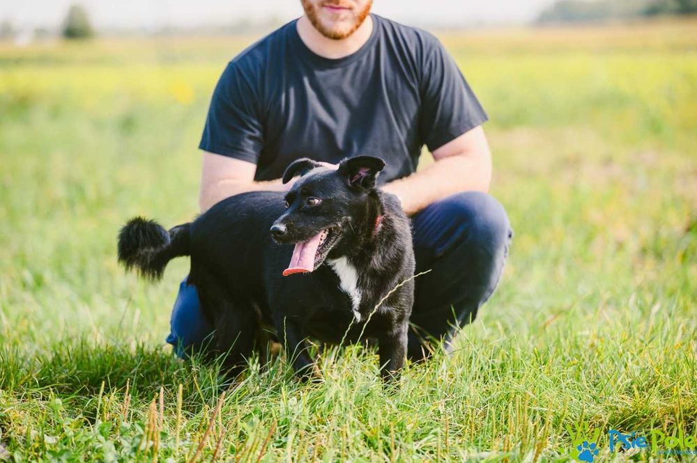 Wesoły i aktywny piesek ENERGICZNY szuka nowej rodziny