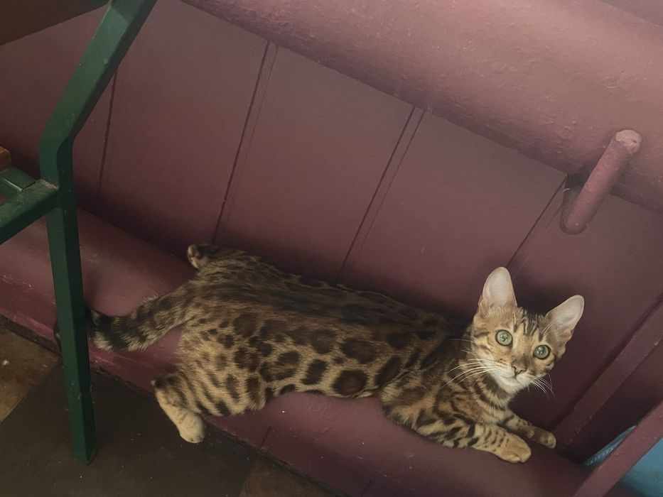 Бенгальская кошечка