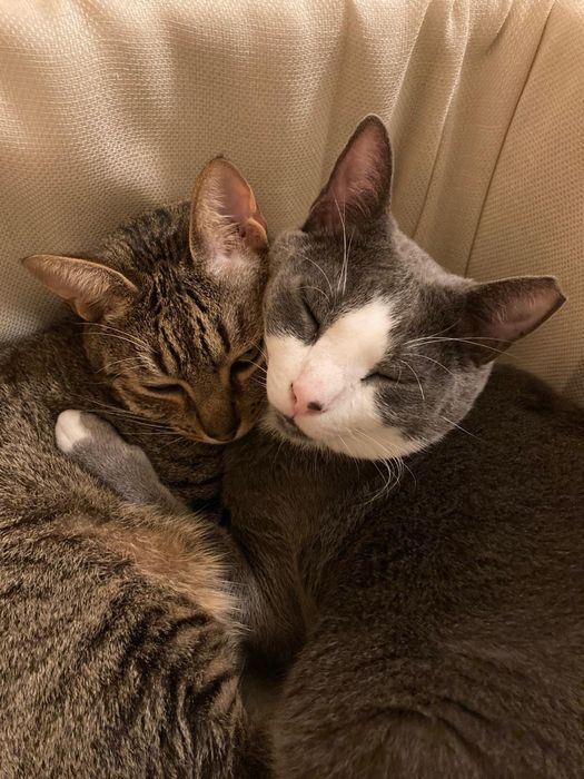 Adopcao Caju e Quivi