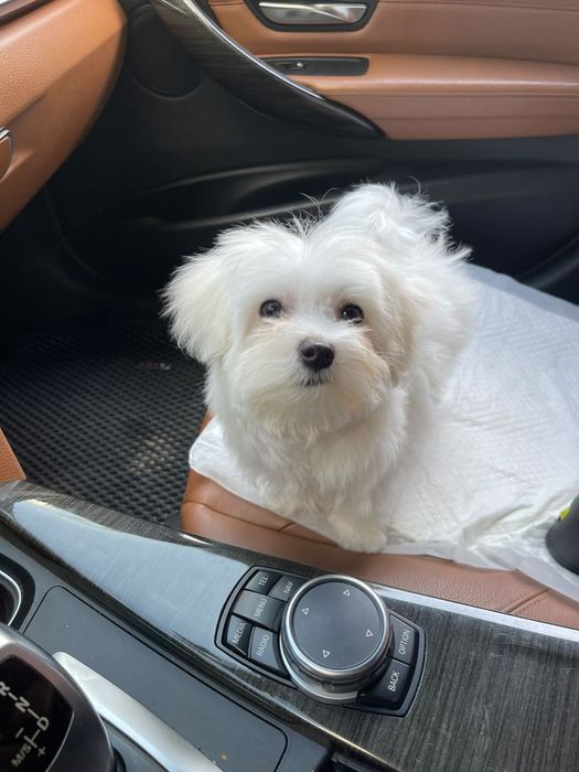 Цуценя мальтійької болонки