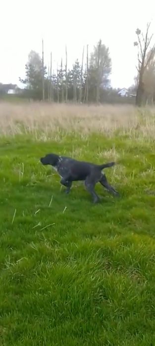 Вязка Дратхаар В'ЯЗКА