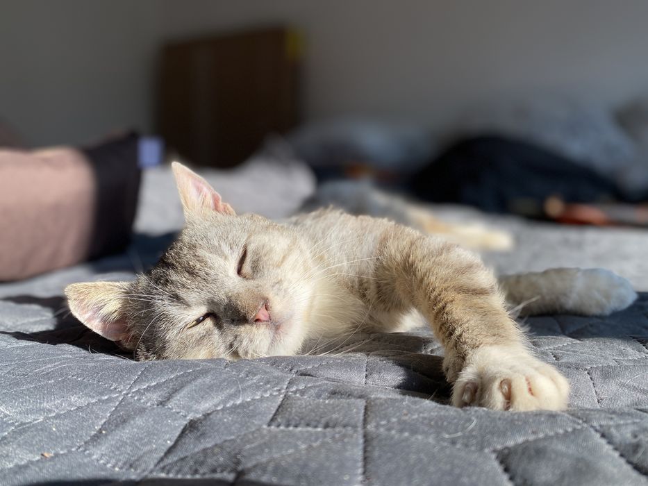 Książę William szuka domu