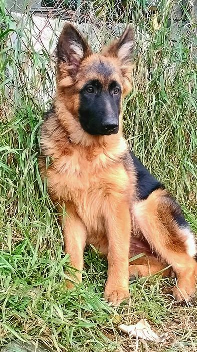 Німецька вівчарка