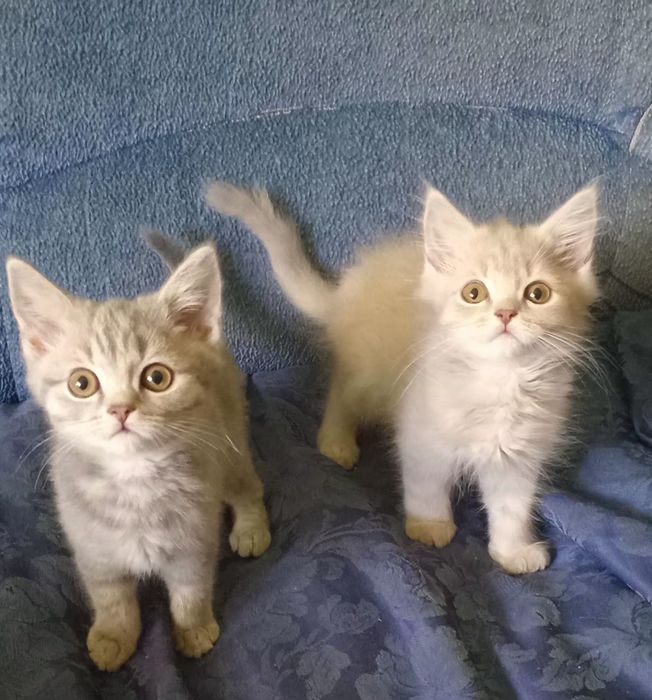 Шотландські  кошенята скотіш  хайленд-страйт.